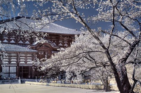 Nara Cherry Blossoms - Inside Kyoto