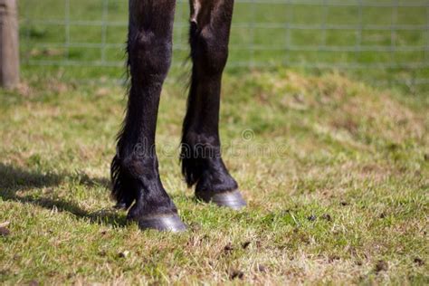 Horse Standing Two Legs Stock Photos - Free & Royalty-Free Stock Photos ...