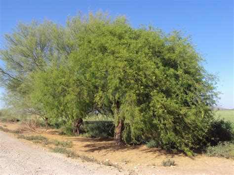 Prosopis juliflora, A Conflict of Interest Desert Tree | OBLOG