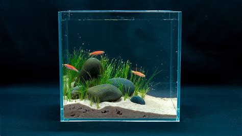 Small Aquarium Animals - Wese Aquarium Fish