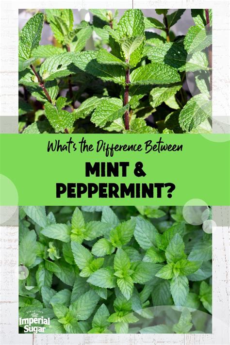 What's the Difference between Mint and Peppermint? | Imperial Sugar