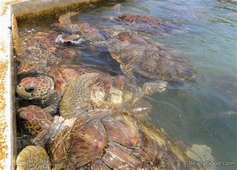 The Cayman Turtle Centre is a conservation facility and tourist attraction located in the West ...