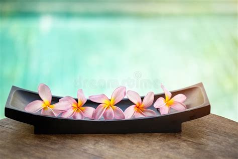 Tropical Lei Frangipani Flower Stock Photo - Image of flowering, botanical: 13778948