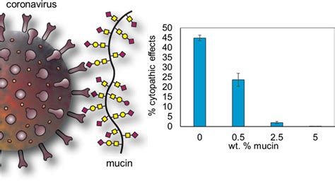 Mucins Inhibit Coronavirus Infection in a Glycan-Dependent Manner | ACS Central Science