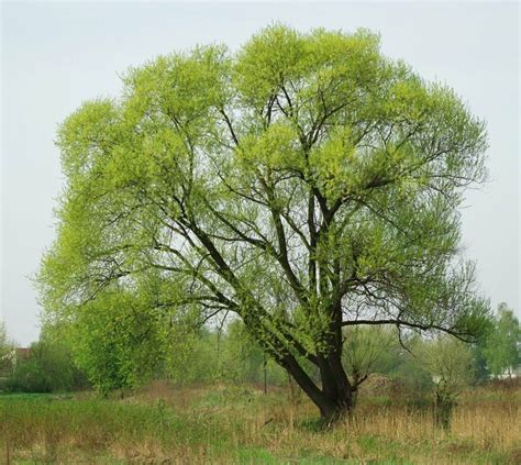 Potted Black Willow Tree, 18oz Container, 6-12" in Height (Salix nigra ...