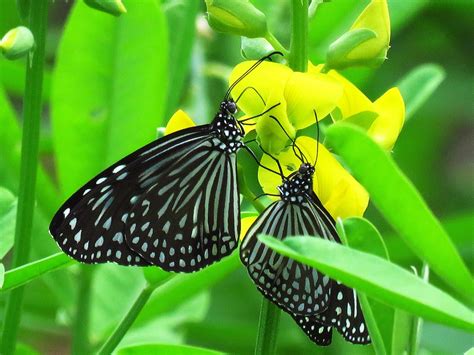 Love Butterfly Nice · Free photo on Pixabay