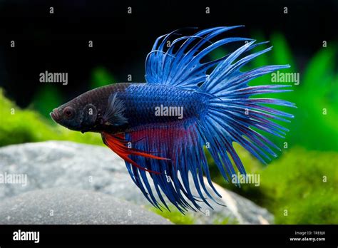 Crowntail Betta / Betta Fish Crowntail Blue With Gold And Red Highlights Mixed Media By Mariecor ...