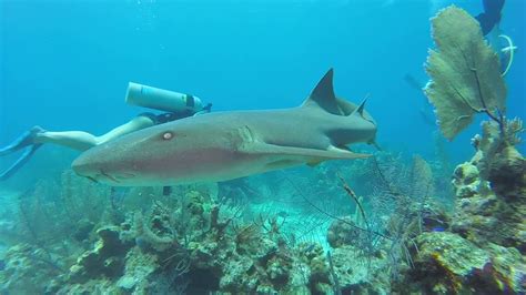 2019 Ambergris Caye, Belize - Scuba Diving at Turneffe Atolls, Aug. 10 ...