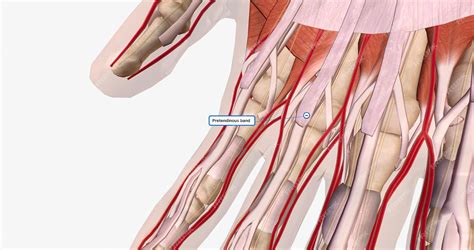 Premium Photo | The palmar aponeurosis or fascia is a thick layer of connective tissue found in ...