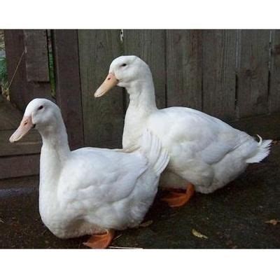 Aylesbury Ducks - Beautiful and Hardy Breed