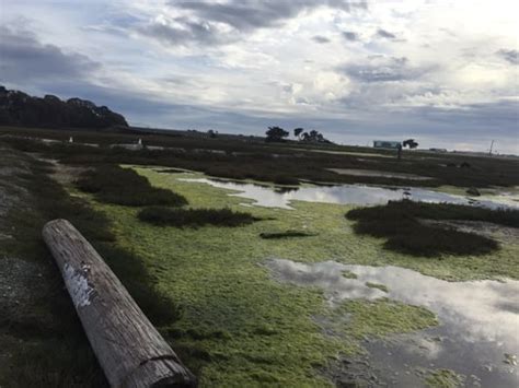 MOSS LANDING WILDLIFE AREA - Updated December 2024 - 13 Photos - 2460 ...