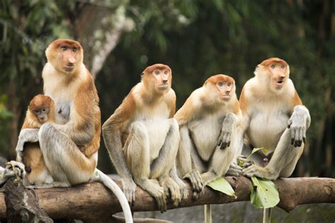 Proboscis monkey, Nasalis larvatus - ZooChat