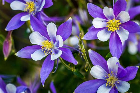 14 Perennials that Attract Hummingbirds for a Colorful Garden