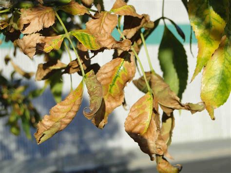 Decline in Ash Trees: Diseases & Environmental Stresses An ...