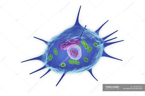 Osteocyte Cell Diagram