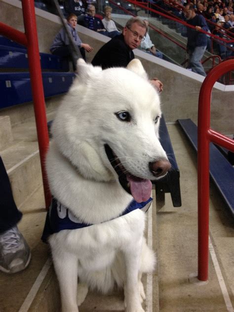 Jonathan, the official UConn Huskies mascot : r/dogpictures