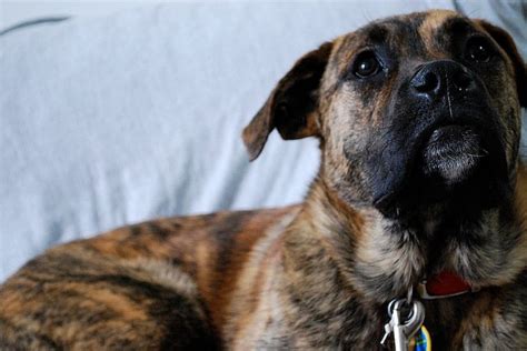 The Boxer Shepherd Mix: A Great Dog But Not For Everyone > Puppy Toob