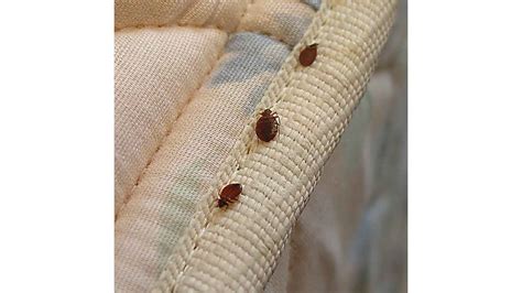 National Bed Bug Prevention Day 2023: Date, History, Facts about Bed ...