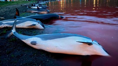 Faroe Islands will review regulations after record dolphin slaughter | CBC News