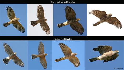 Pin by Steve MacDonald on paukščiai | Cooper's hawk, Bird, Birder