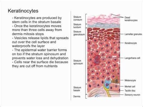 Keratinocytes - YouTube | Learn something new everyday, Stem cells, Mitosis