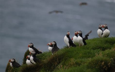 Puffin Watching Tour - Iceland Advice