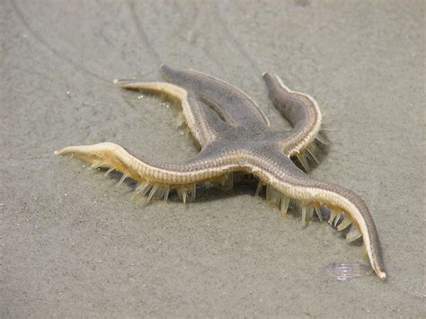 Starfish | A starfish crawling back towards the ocean after … | Flickr