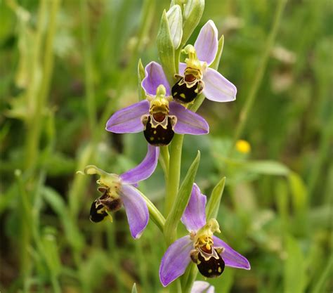 Sneaky orchids and their pollination tricks | Kew