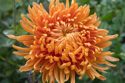 13 Types of Chrysanthemum for a splash of fall color