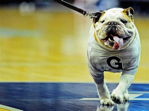 The Georgetown Hoyas mascot walks on the court... - SI Photo Blog