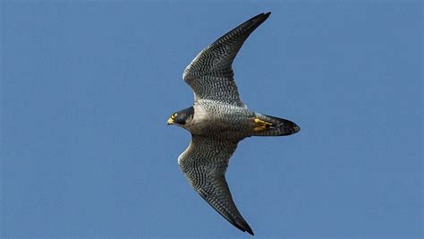 Peregrine Falcons: Inspiring Our Future Flight | Evolving Science