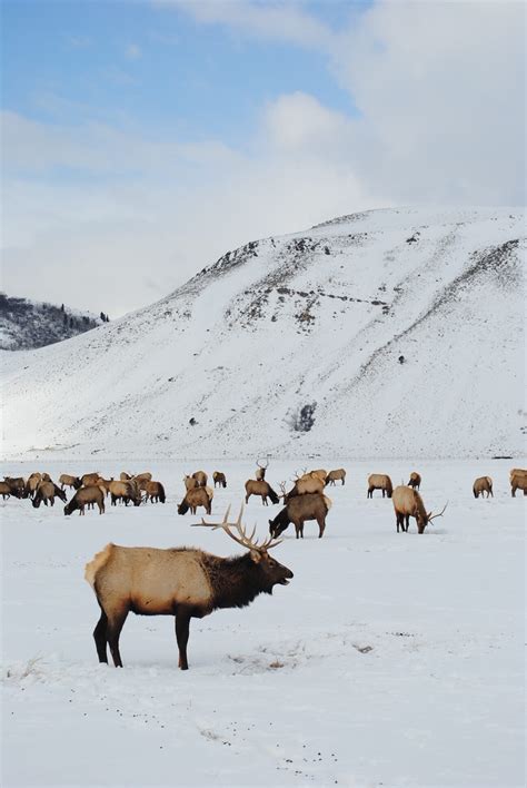 National Elk Refuge in Jackson Hole - Married with Wanderlust