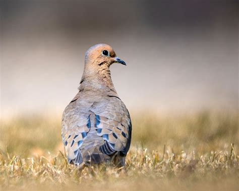 Habitat quality, bird numbers bode well for dove season - AgriLife Today