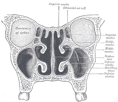 Nasal meatus - Wikipedia