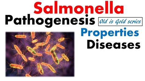 Salmonella typhi microbiology | pathogenesis, infection, disease ...