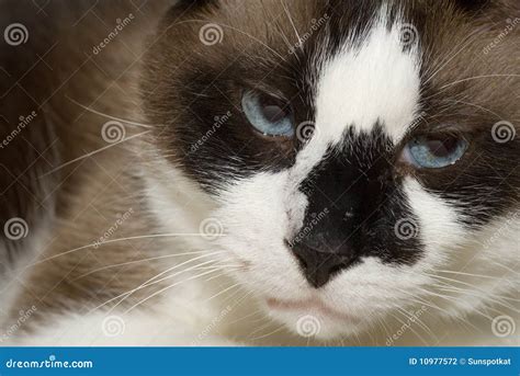 Annoyed Cat stock photo. Image of snowshoe, cats, siamese - 10977572