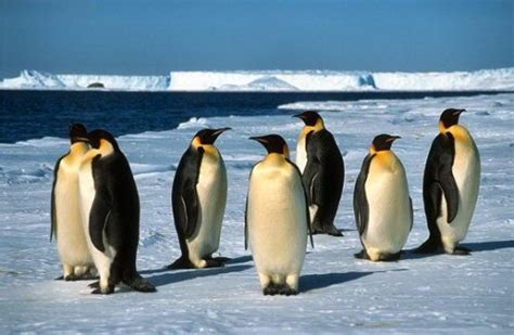 Where Do Penguins Live | Habitat and Distribution