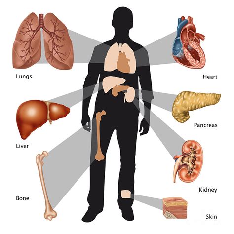 Transplantable Organs, Illustration Photograph by Gwen Shockey - Pixels