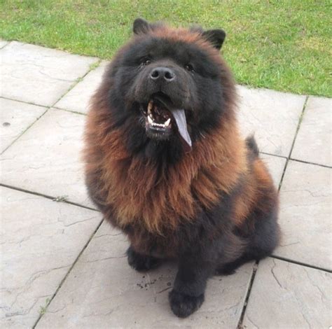 99+ Black Chow Chow Pictures - l2sanpiero