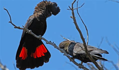 Save our native cockatoos - Australian Geographic | Cockatoo ...