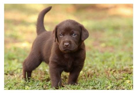 Labrador baby | Labrador, Labrador retriever, Best dogs