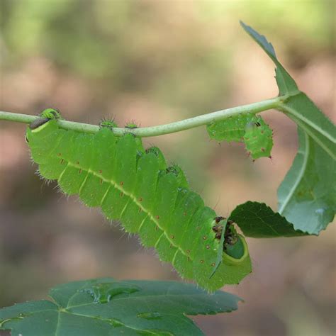 Nature in the Ozarks: Luna Moth (Actias luna) Life Cycle