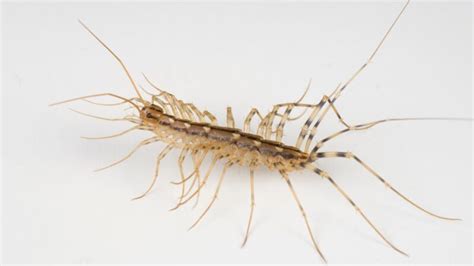 Common House Centipedes | Exploring Behaviors and Pest Control Methods ...