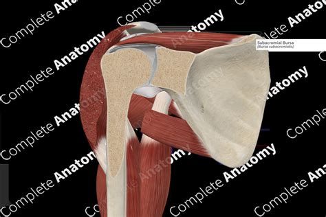 Subacromial Bursa | Complete Anatomy