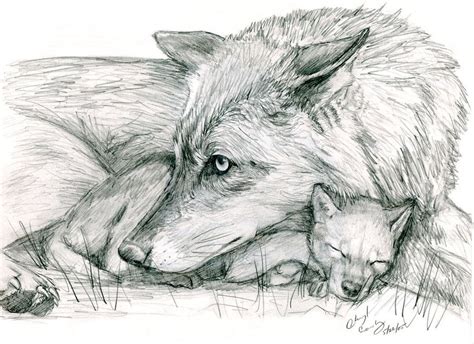 Wolf Pup Playing Drawing