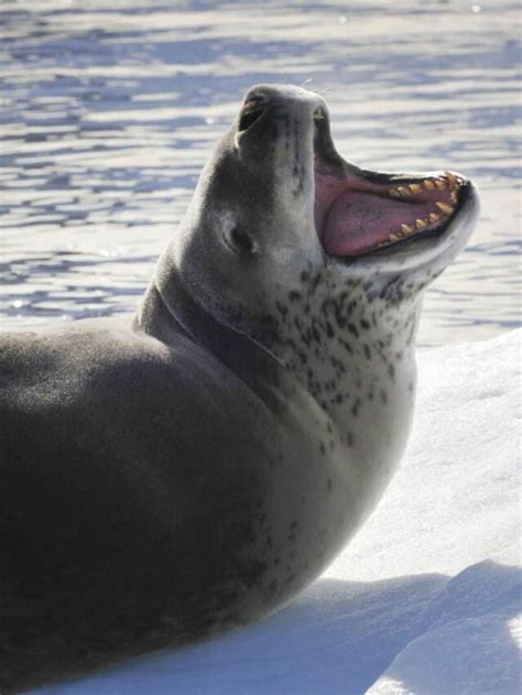 Leopard Seals' Double Threat: How Their Unique Teeth Make Them Master Hunters - Animals Around ...