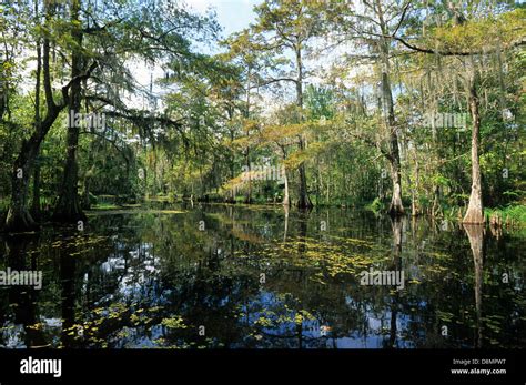 Elk283-4598 Louisiana, Cajun Country, Big Bayou Black, landscape Stock Photo - Alamy