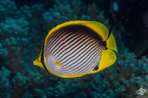 Blackback Butterflyfish – Facts and Photographs | Seaunseen