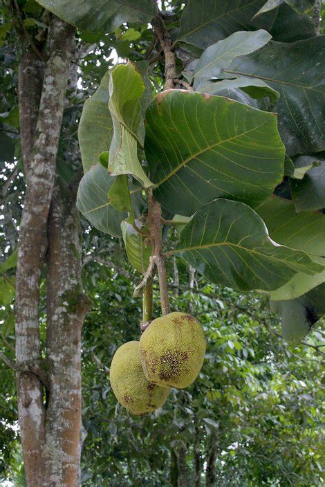 Marang, Artocarpus odoratissimus