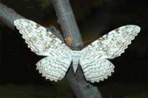 White Witch Moth l Enormous Wingspan - Our Breathing Planet